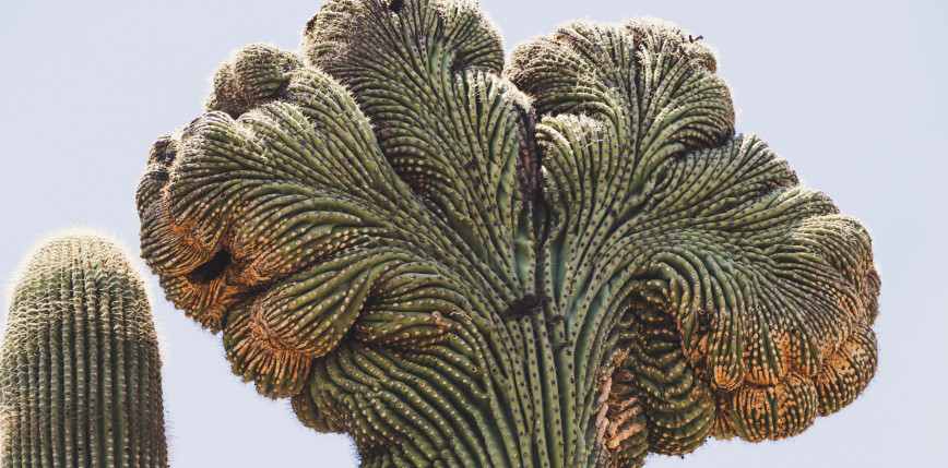 Dlaczego kaktusy potrafią przyjmować kształt mózgu?