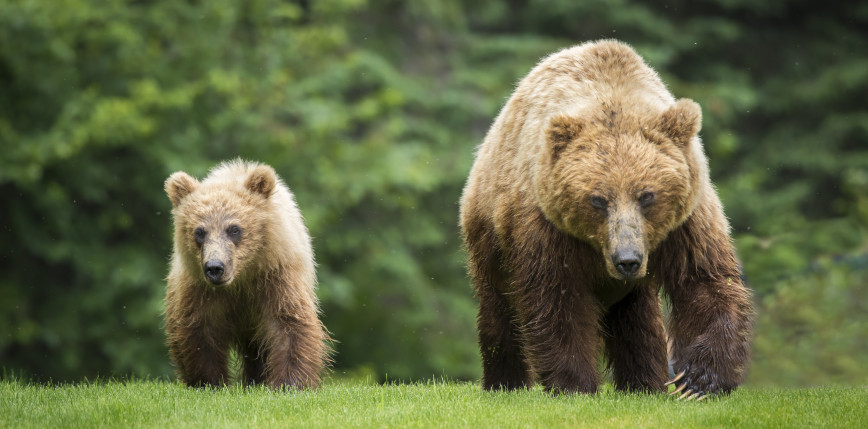 Alaska: mężczyznę zaatakował niedźwiedź grizzly