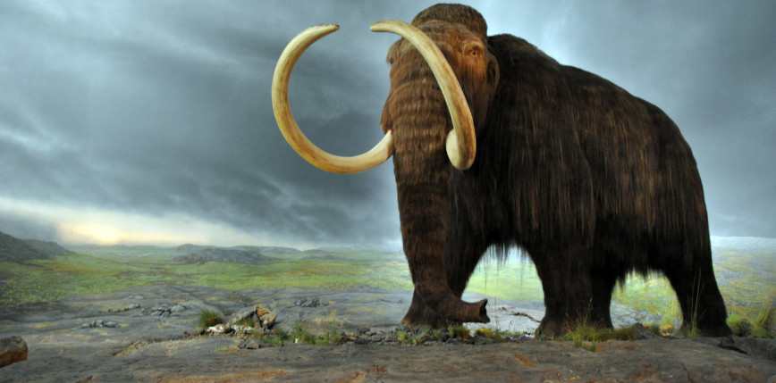 Firma biotechnologiczna chce wskrzesić wymarłego mamuta