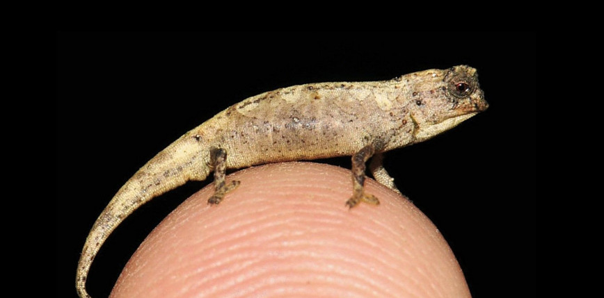 Prawdopodobnie najmniejszy gad na świecie: oto nano-kameleon