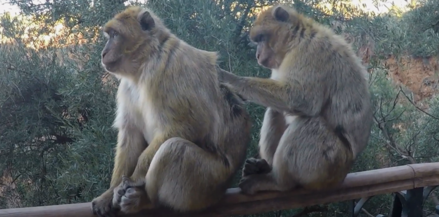 Niemcy: 24 makaki uciekły z zoo