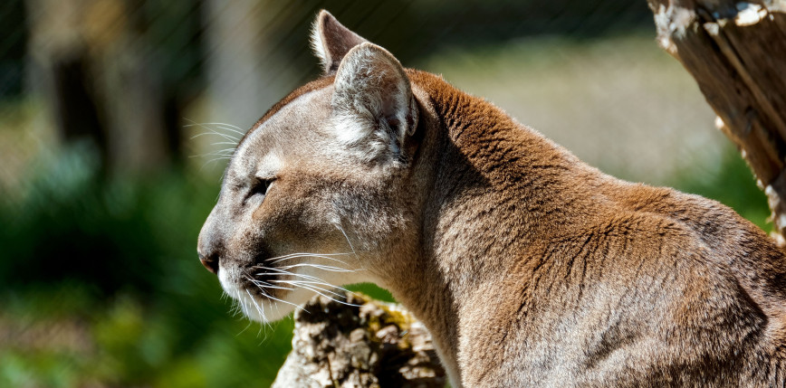 Puma na wolności w zachodniopomorskim: Alarm w gminie Polanów