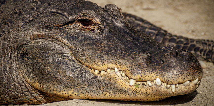 Luizjana: aligator zaatakował mężczyznę w wodach powodziowych