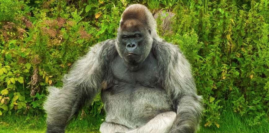 USA: stwierdzono obecność SARS-CoV-2 u goryli w zoo