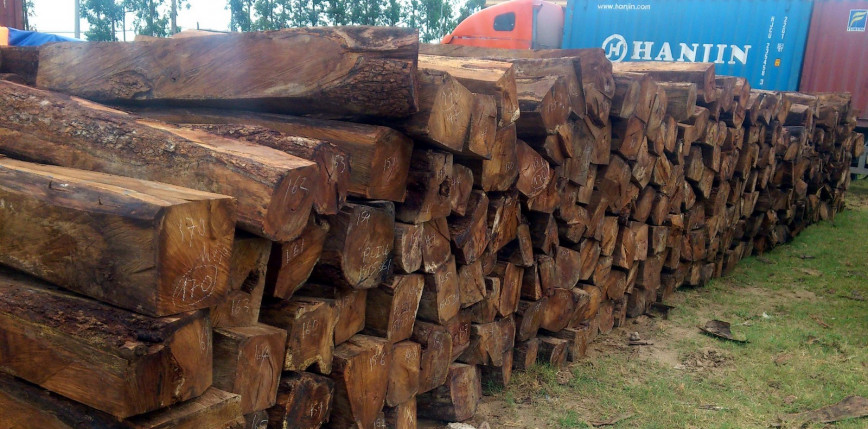 Gambia: wprowadzono zakaz eksportu drewna