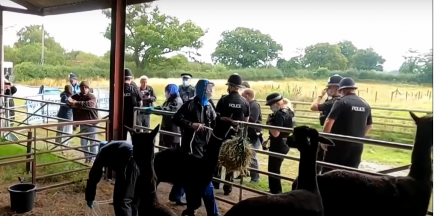 Anglia: poddano eutanazji alpakę, w której obronie stanęło ponad 140 tys. osób