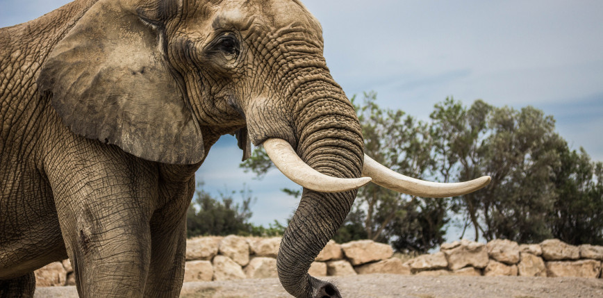 DR Konga: w ostatnim tygodniu skonfiskowano 1500 kg kości słoniowej 