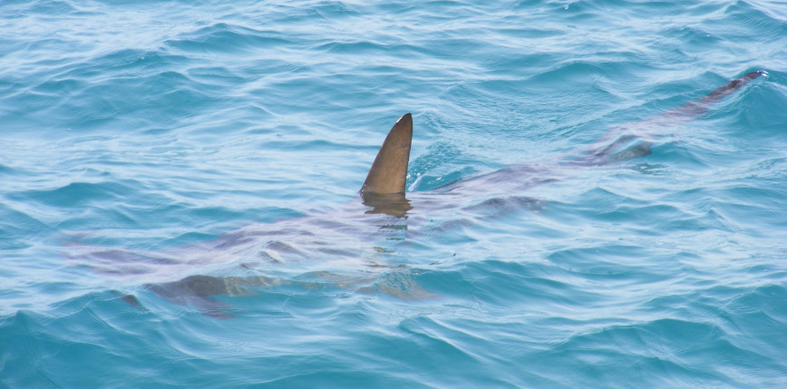 Nowa Kaledonia: mężczyzna zginął wskutek ataku rekina