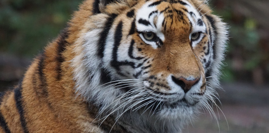 Floryda: mężczyzna został zaatakowany przez tygrysa