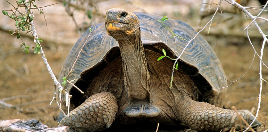 Ekwador: śledztwo w sprawie śmierci 4 żółwi słoniowych z Galapagos