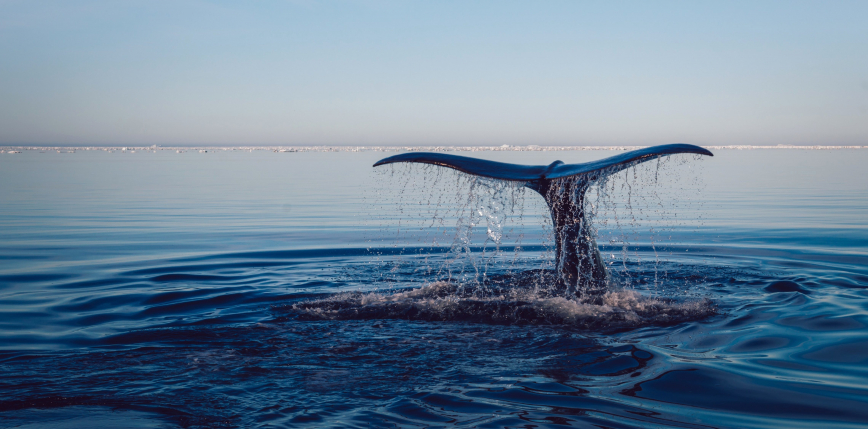 Martwy wieloryb znaleziony na plaży na Florydzie