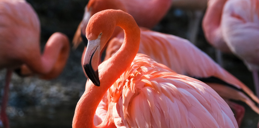 Waszyngton: lis zabił 25 flamingów w ogrodzie zoologicznym