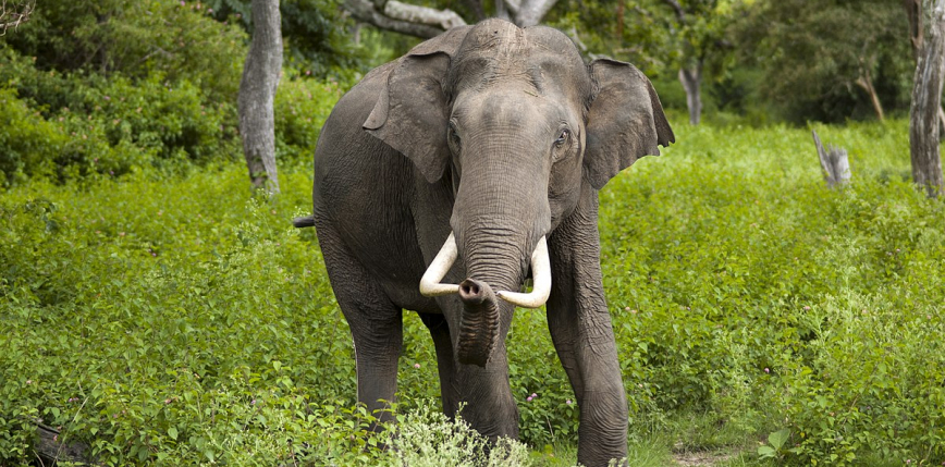 Indie: człowiek zabity przez słonia 