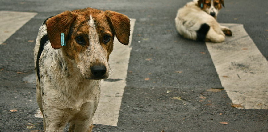 Powstał projekt aplikacji Animal Helper, która pomoże uratować setki polskich zwierząt