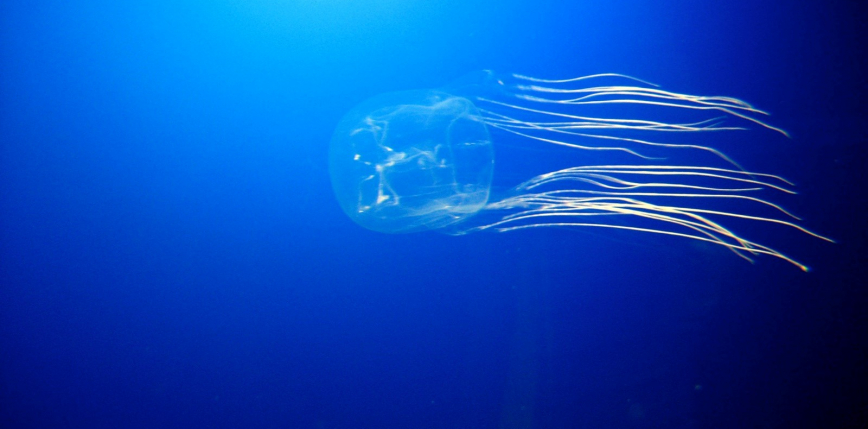 Australia: nastolatek zmarł po poparzeniu przez osę morską