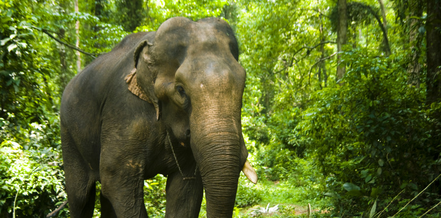 Indie: 18 słoni zginęło od uderzenia piorunem
