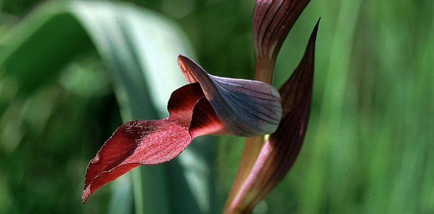 Korsyka: w bazie wojskowej odkryto największą populację rzadkiego gatunku orchidei 