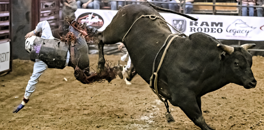 Australia: 62-latek zginął podczas rodeo