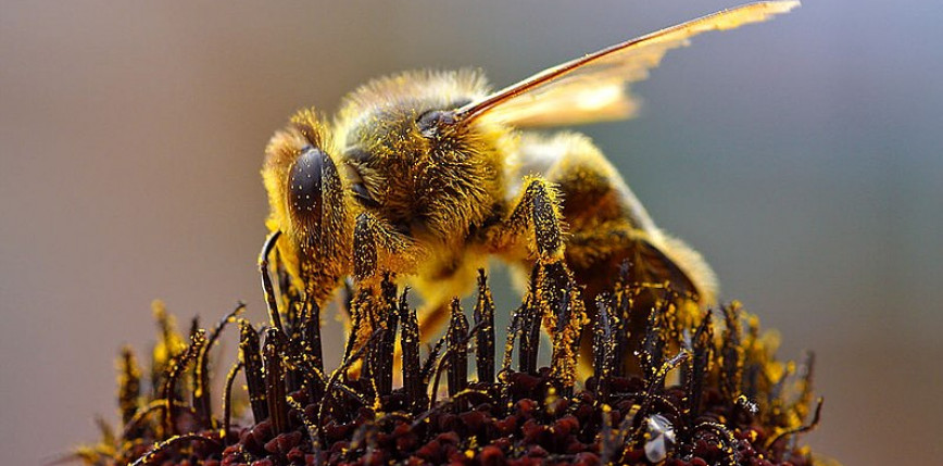 Chile: protest pszczelarzy. 7 policjantów zostało użądlonych