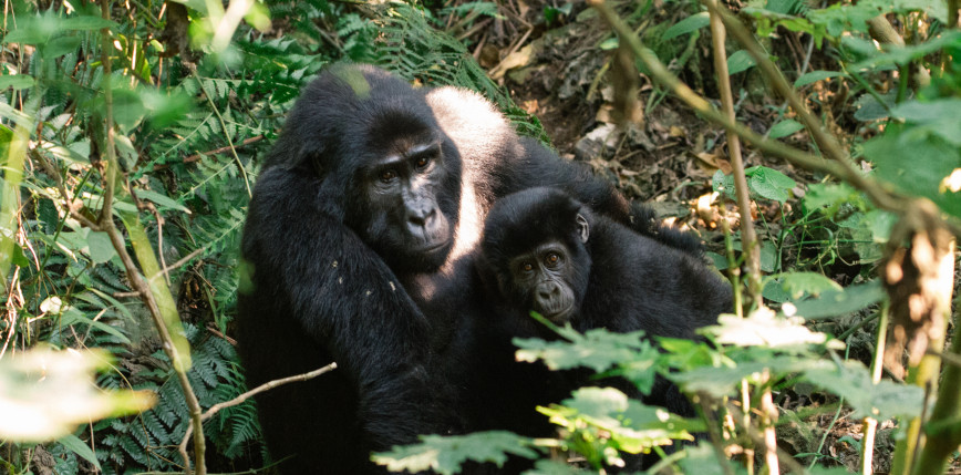 Park Narodowy Wirunga: narodziny 2 goryli górskich