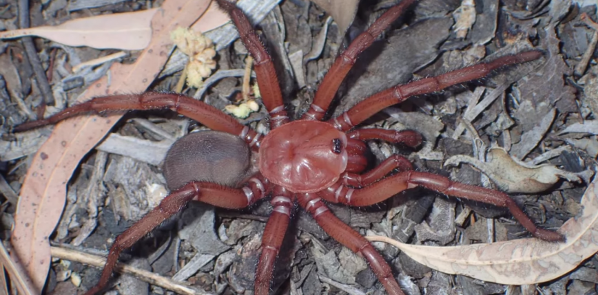Australia: opisano nowy gatunek pająka