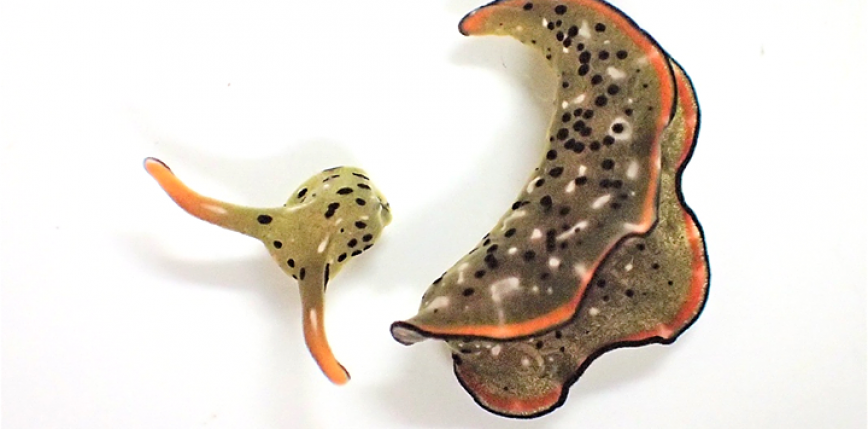 Japonia: ślimak, który potrafi odciąć sobie głowę i stworzyć nowe ciało