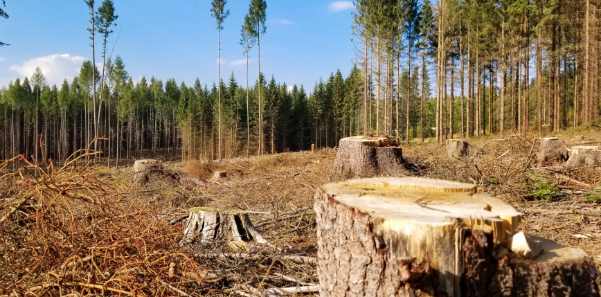 COP26: Indonezja wycofuje się z obietnicy zakończenia wylesiania