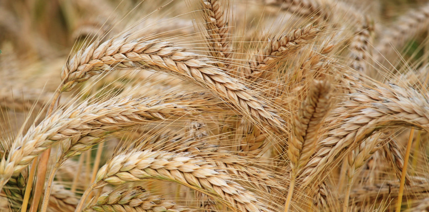 Likwidacja bazy zbóż w Witoldowie zagrożeniem dla rolnictwa i lokalnego rynku pracy