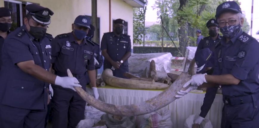 Malezja: przechwycono 6 ton nielegalnie przemycanych części ciał zwierząt