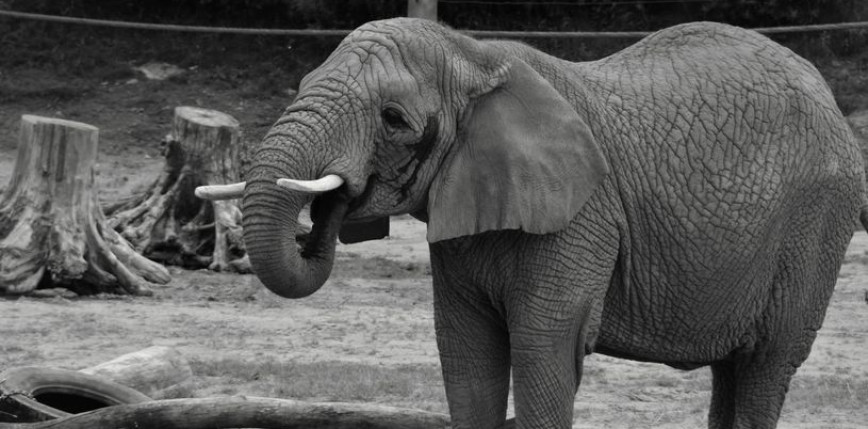 Rola współczesnych zoo. Edukacja, ochrona gatunków i rehabilitacja zwierząt