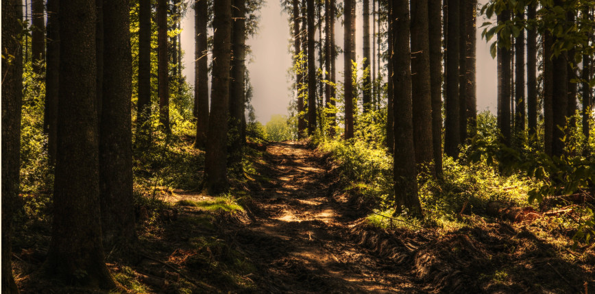 Alarm w lasach! Susza może zatrzymać Polaków przed wejściem do lasu
