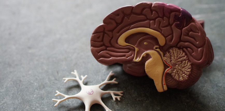 Neurobiolog ujawnia, jak wytrenować mózg do współczesnego świata